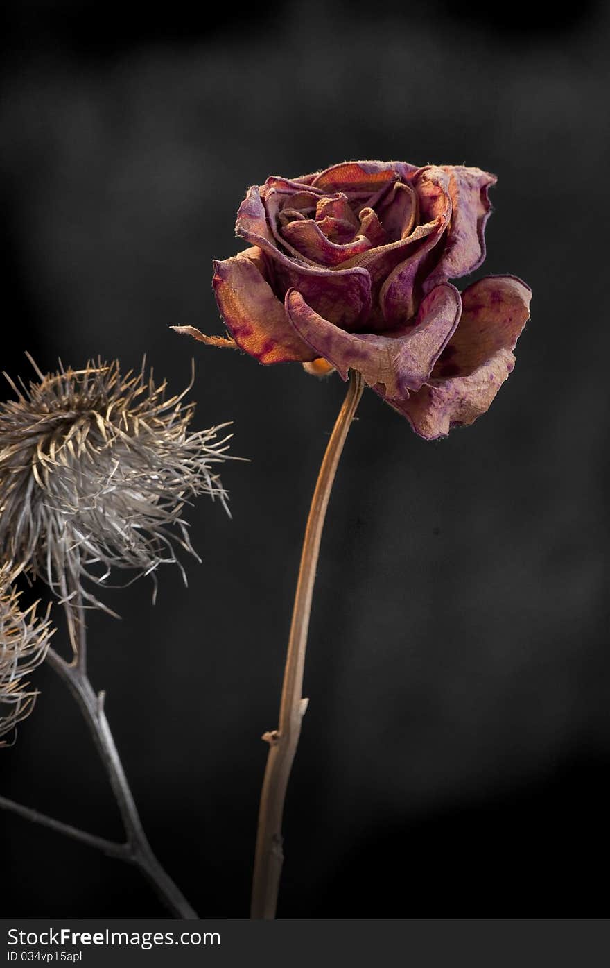 A wilting rose and thistle signifies lost love, divorce, duality. A wilting rose and thistle signifies lost love, divorce, duality