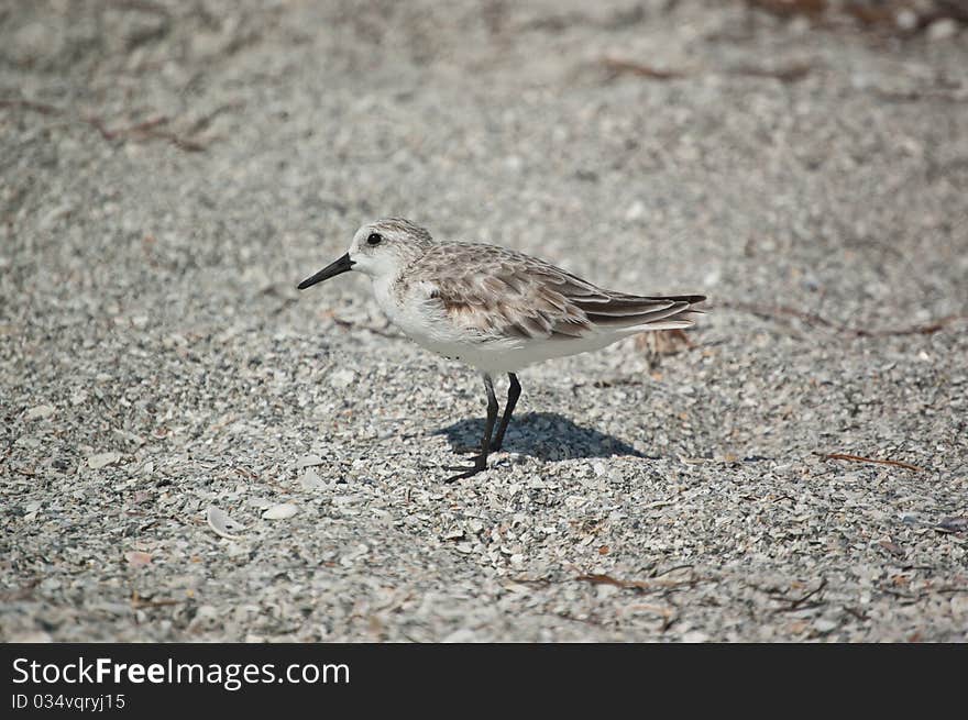 A Sanderling stands on the sand of a Gulf Coast Florida beach. A Sanderling stands on the sand of a Gulf Coast Florida beach.