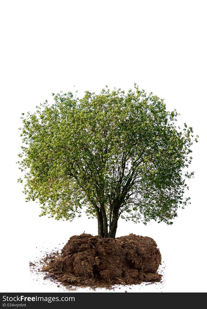 Tree isolated on a white background