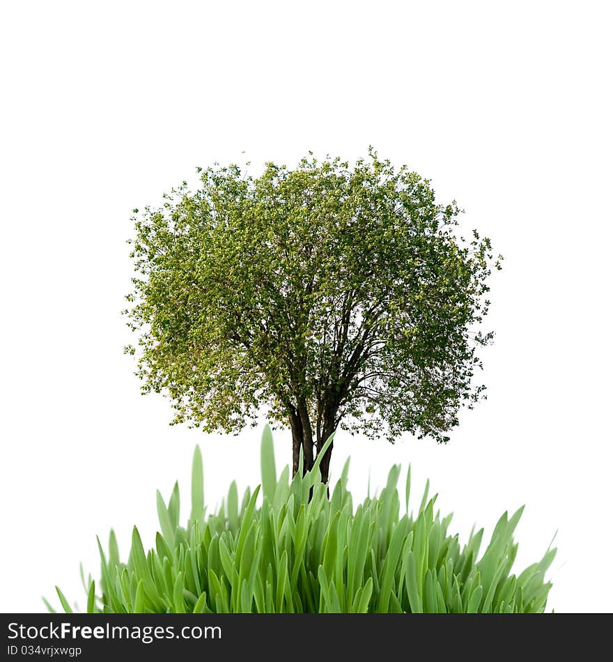 Tree and grass isolated on a white background