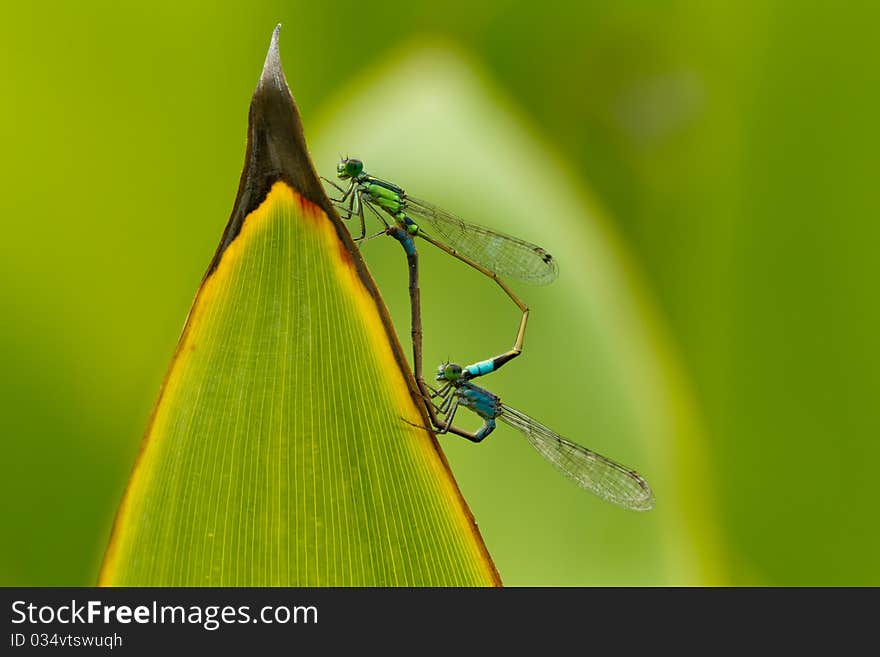 Damselflies mating