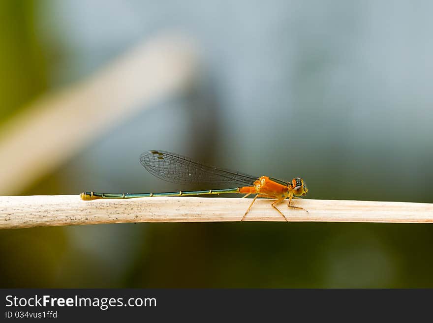 An orange damselfy perched on a twig. An orange damselfy perched on a twig