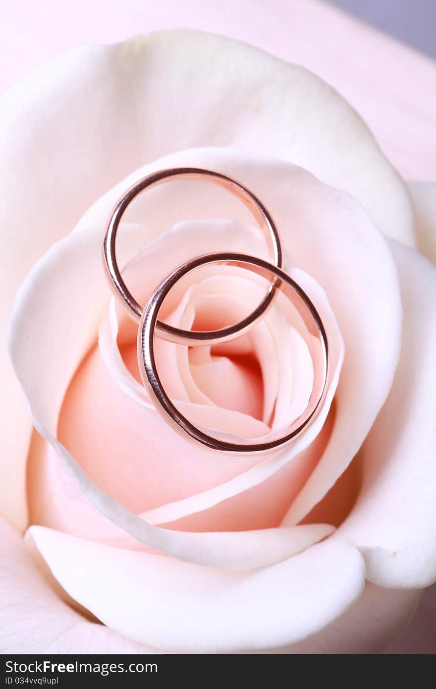 Wedding rings on cream rose