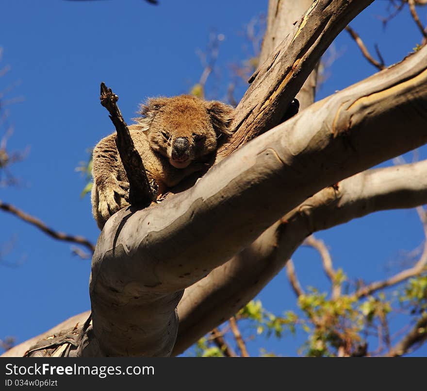 This is taken in owtway national park of australia. This is taken in owtway national park of australia