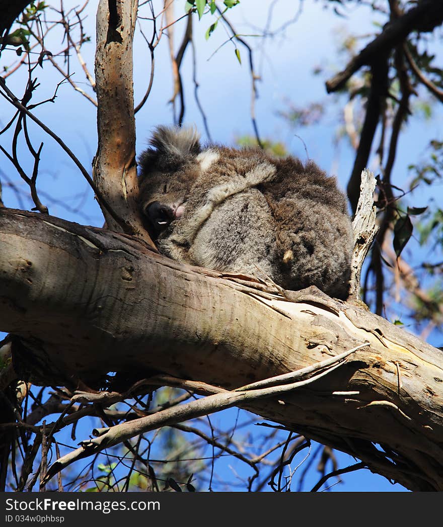 This is taken in owtway national park of australia. This is taken in owtway national park of australia