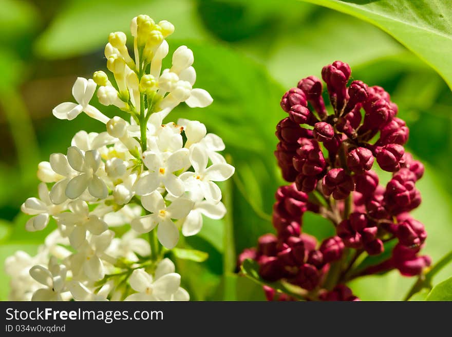 White and red jasmine in garden on green background