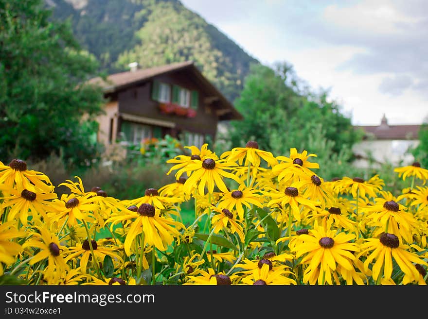 View on flowers with mountains and house on background. View on flowers with mountains and house on background