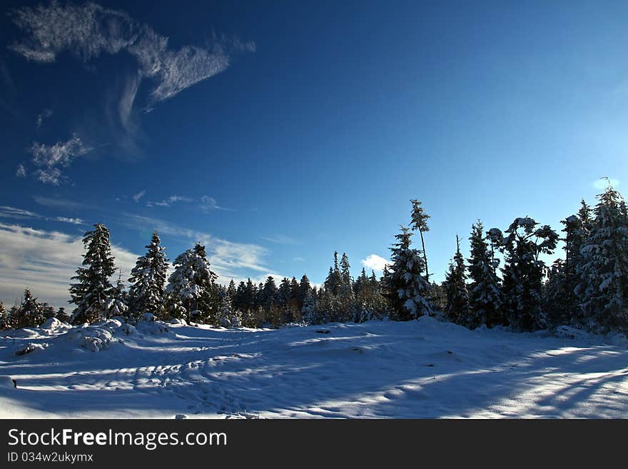 Forest under snow