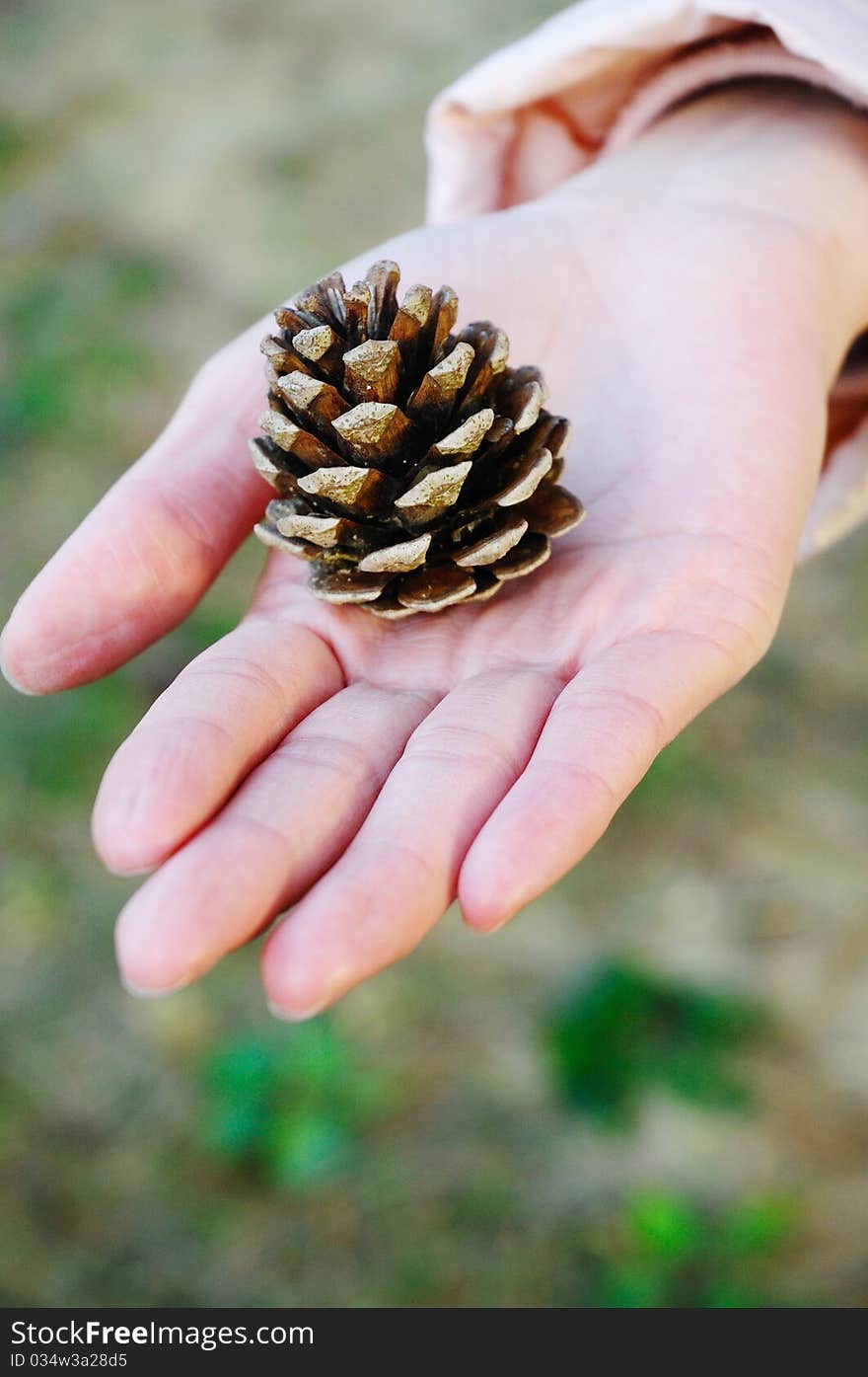 A cone is on the palm of hand. A cone is on the palm of hand