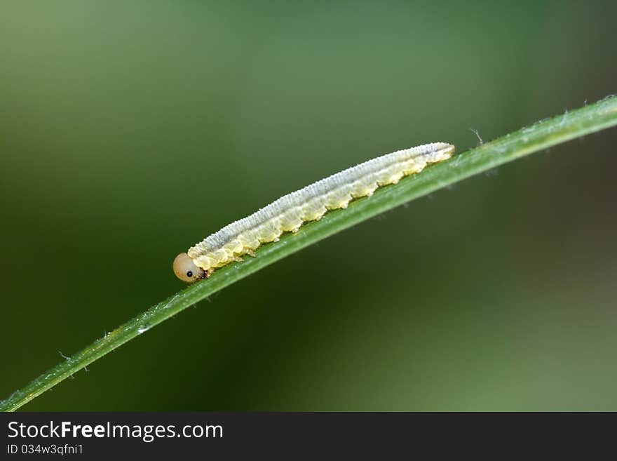 Caterpillar crawling along blades of grass