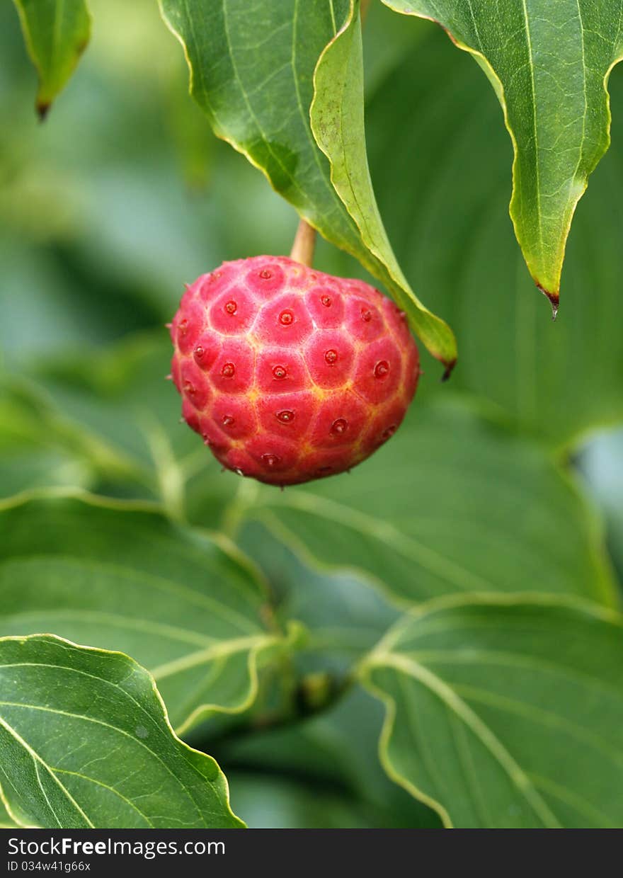 Red fruit on the tree