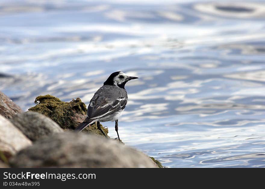 White Wagtail