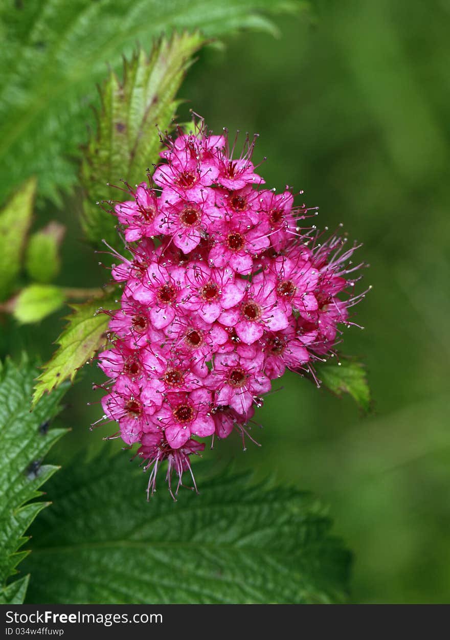 Blooming in spring purple flowers