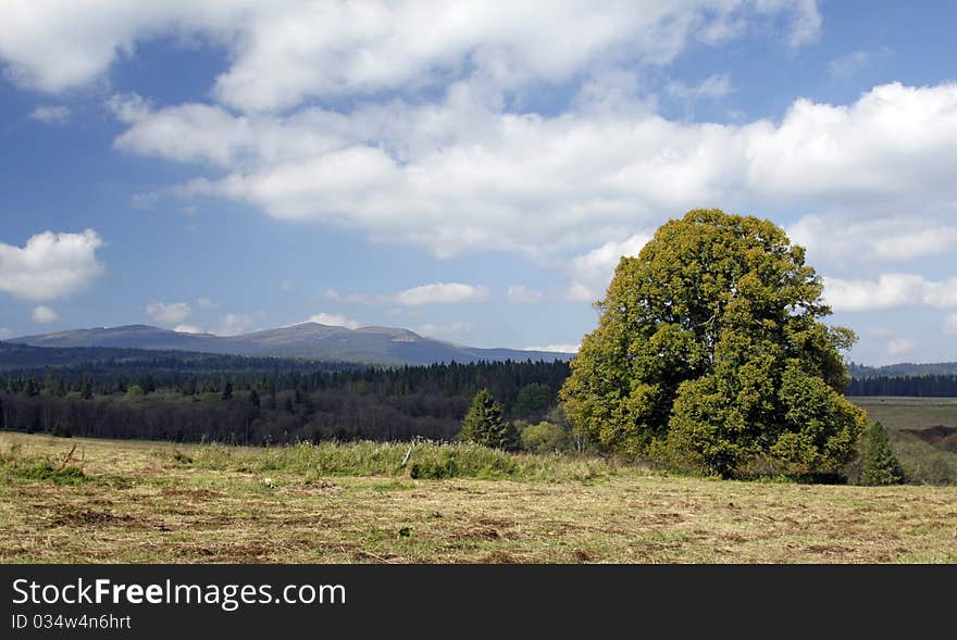 Mountain landscape with lonely limewood