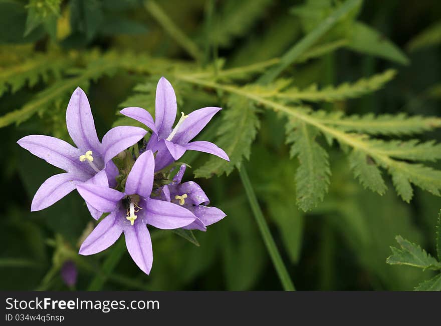 Blooming in spring violet flowers