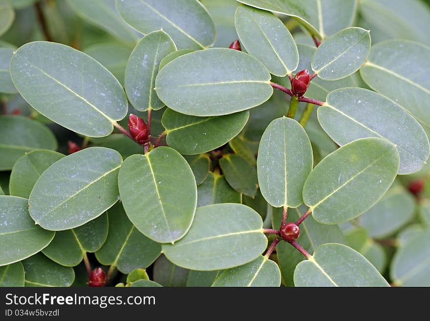 Green leaves