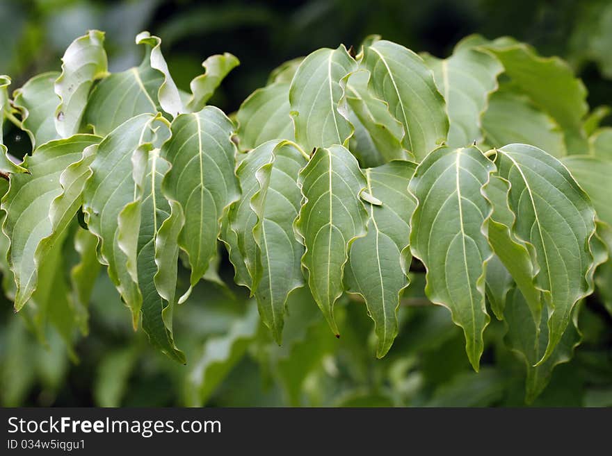 Green leaves