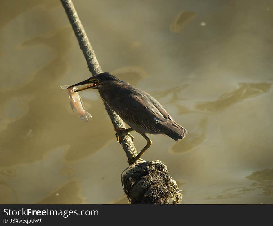 Chinese pond heron eat fish, mangrove forest , Thailand