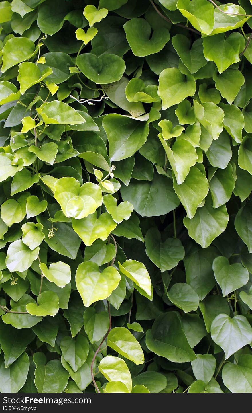 Green leaves