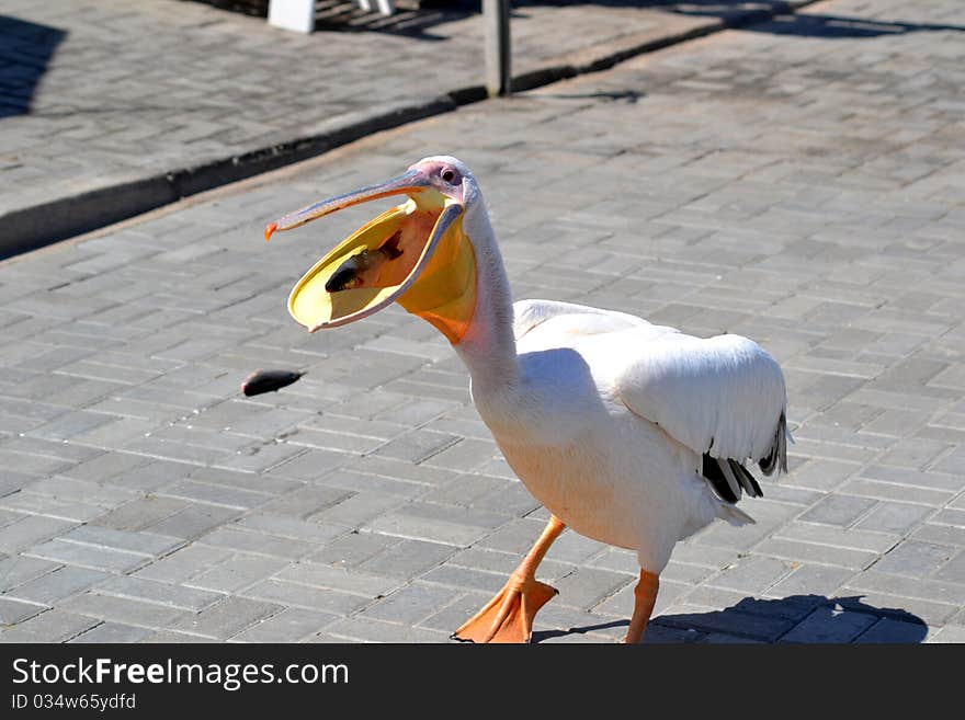 Young pelican eating a fish with his mouth open in Walvis Bay, Namibia. Young pelican eating a fish with his mouth open in Walvis Bay, Namibia.