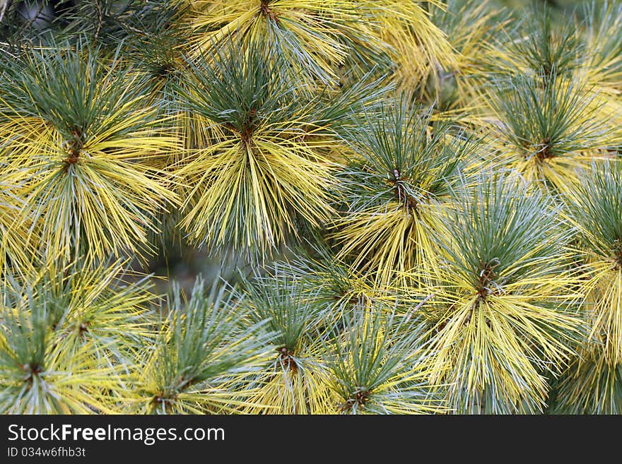 The green and yellow twigs of the pine. The green and yellow twigs of the pine