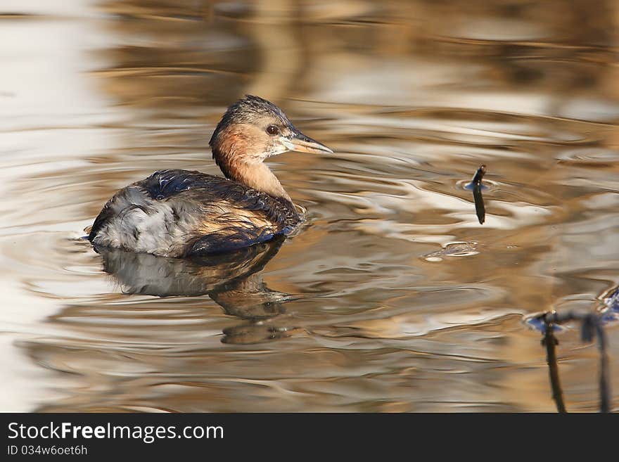 Little Grebe