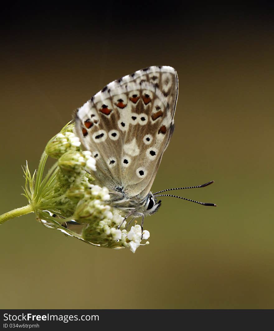 Butterfly on the white flower