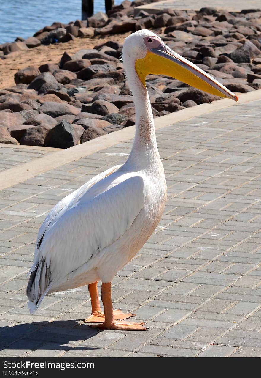 Lonesome pelican on paved beachfront.