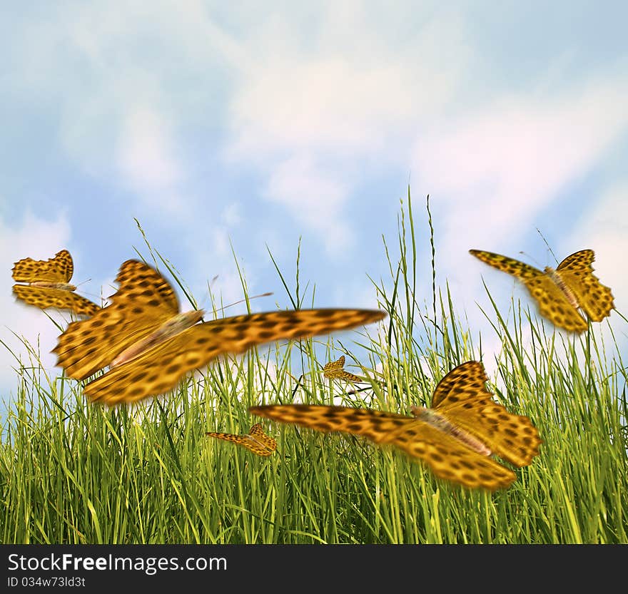 Colorful butterfly on a meadow. Colorful butterfly on a meadow