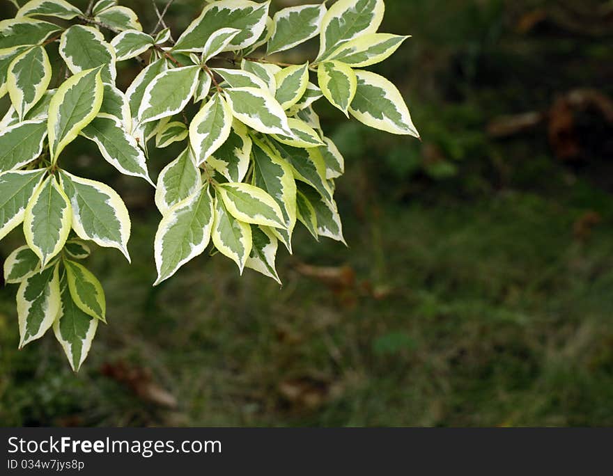 Green leaves