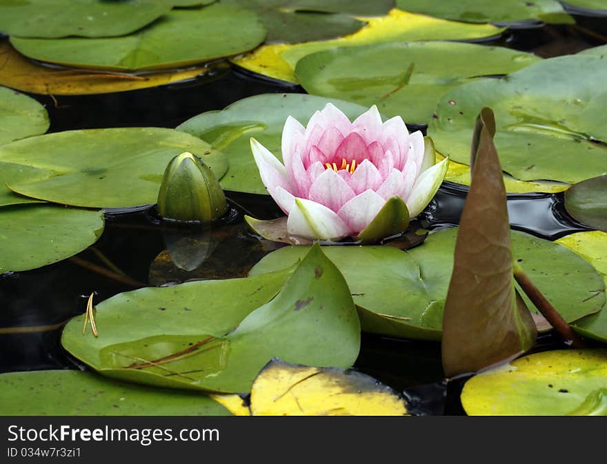 Blooming in pink water lily