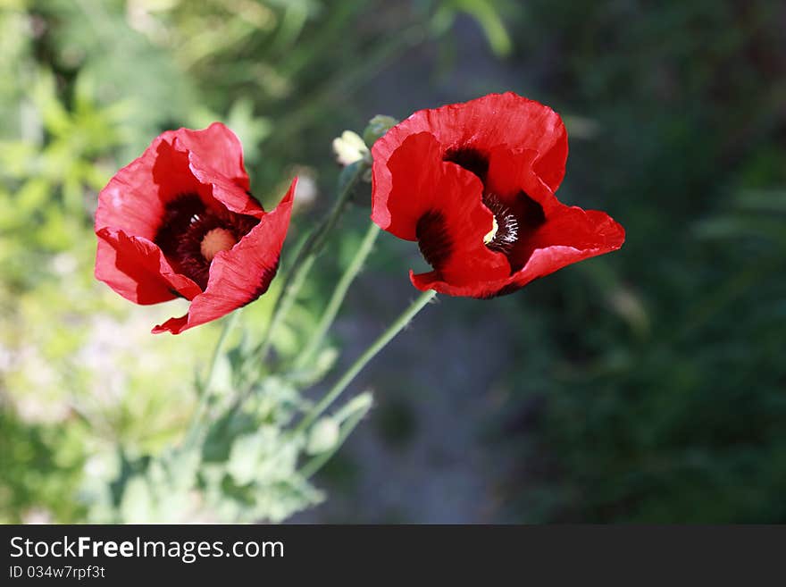 Poppy field with red flowers