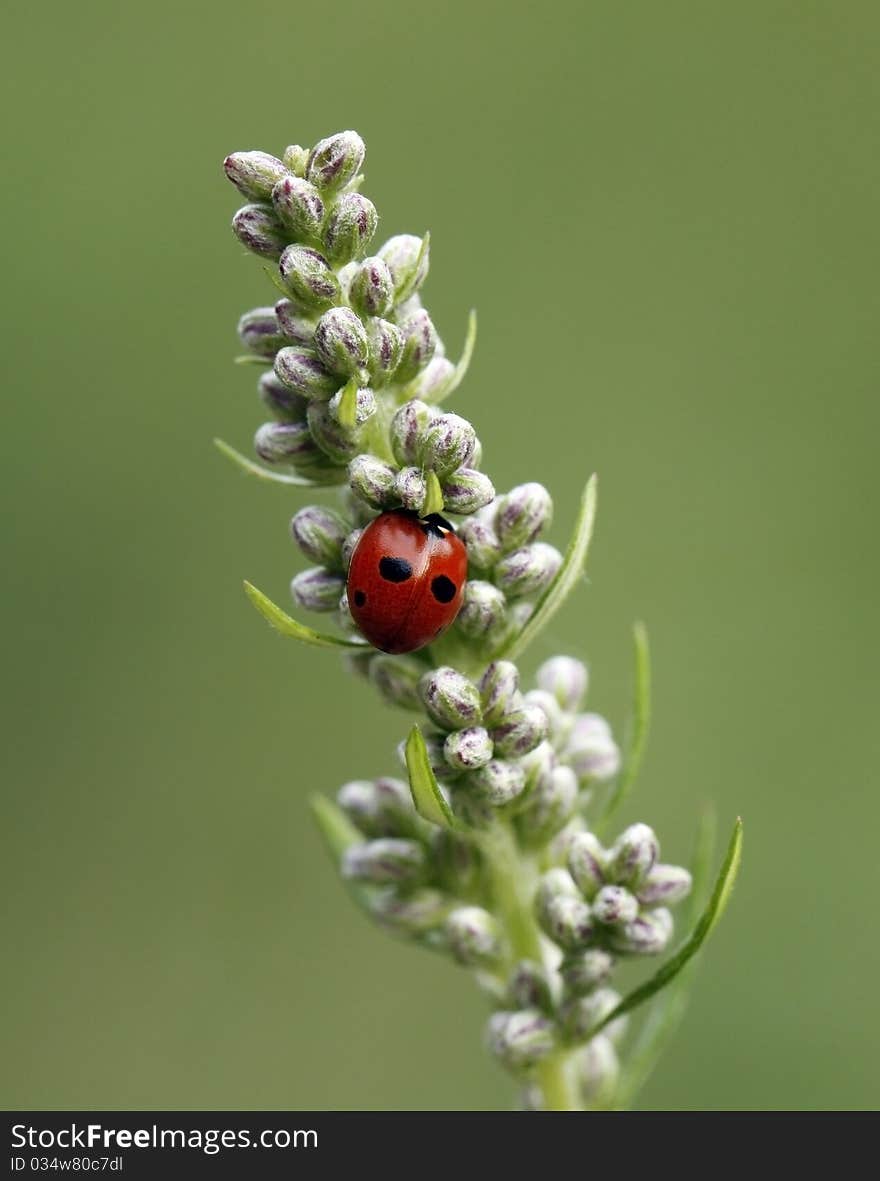 Ladybird