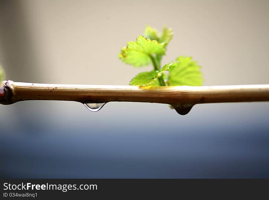 Flower and raindrops