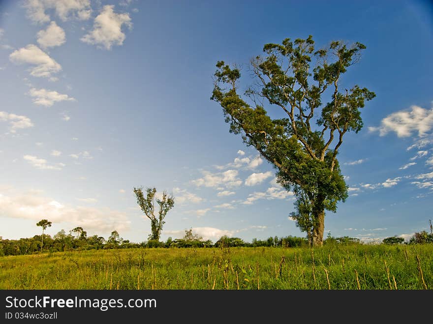 Tree in field with blue sky and clouds in the countryside.