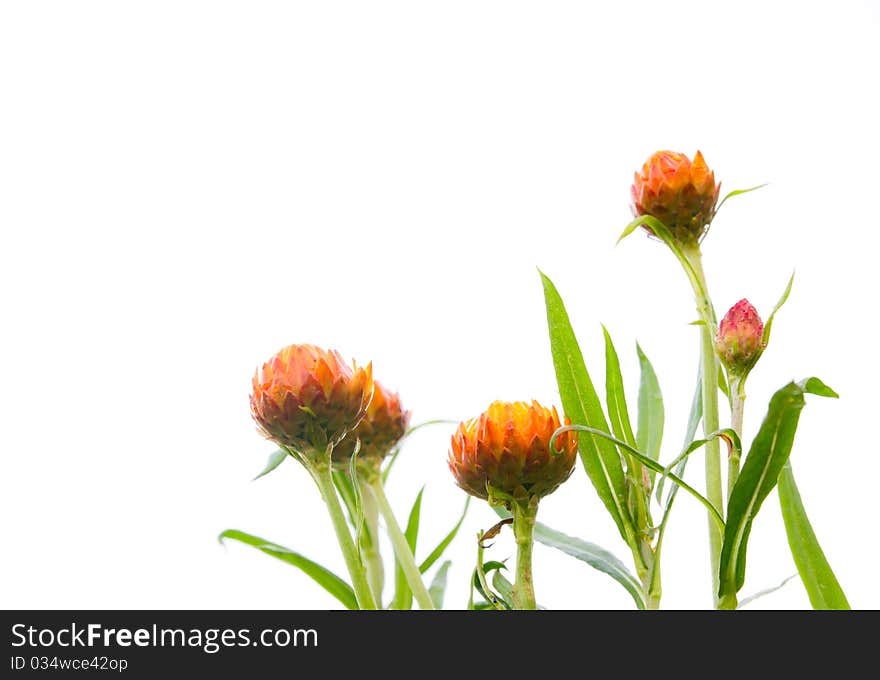 Beautiful orange flower isolated on white