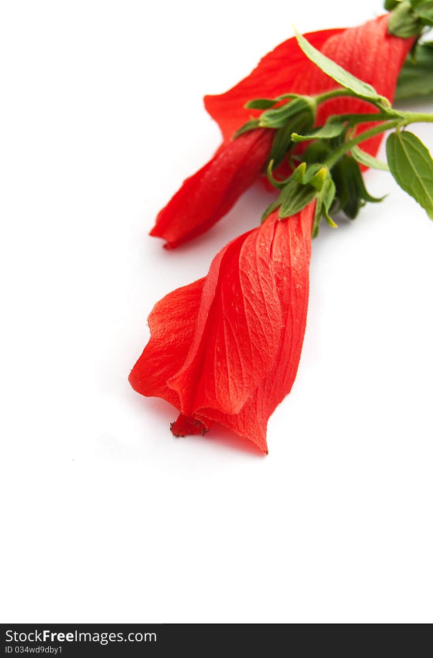 Hibiscus flower buds