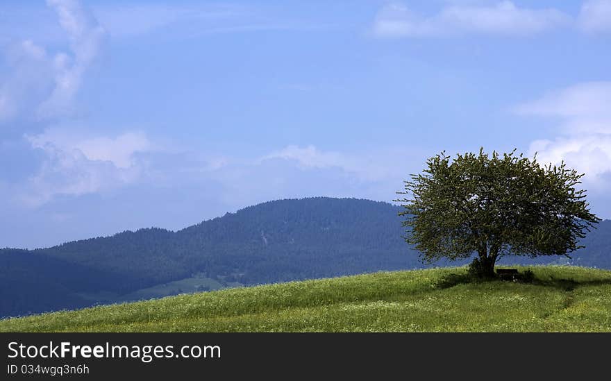 Lonely tree with wooden bench