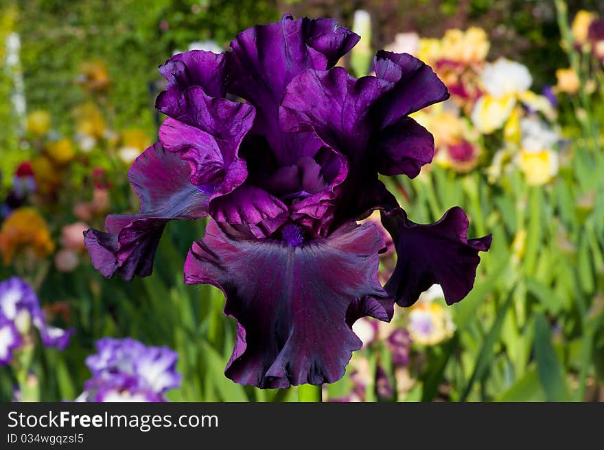 Purple iris on garden background