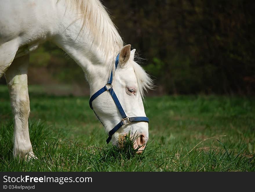 A portrait of a white horse