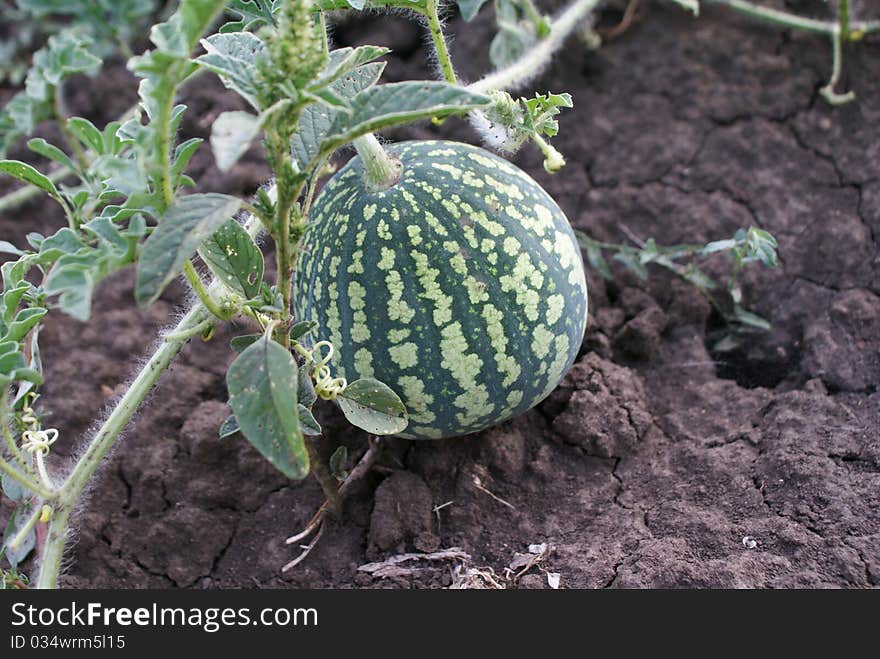 Watermelon In The Garden