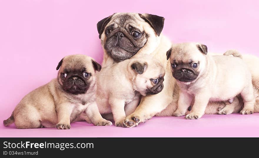 Portrait of a close-up of thoroughbred dog breed pug , Puppies and mom. Portrait of a close-up of thoroughbred dog breed pug , Puppies and mom