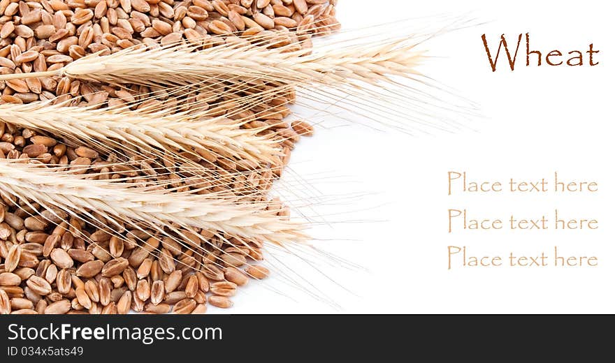 Wheat ears on the white background with place for text