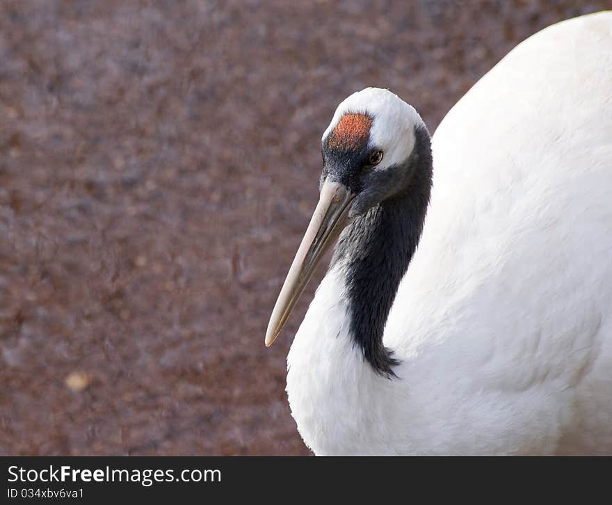 Red Crowned Crane