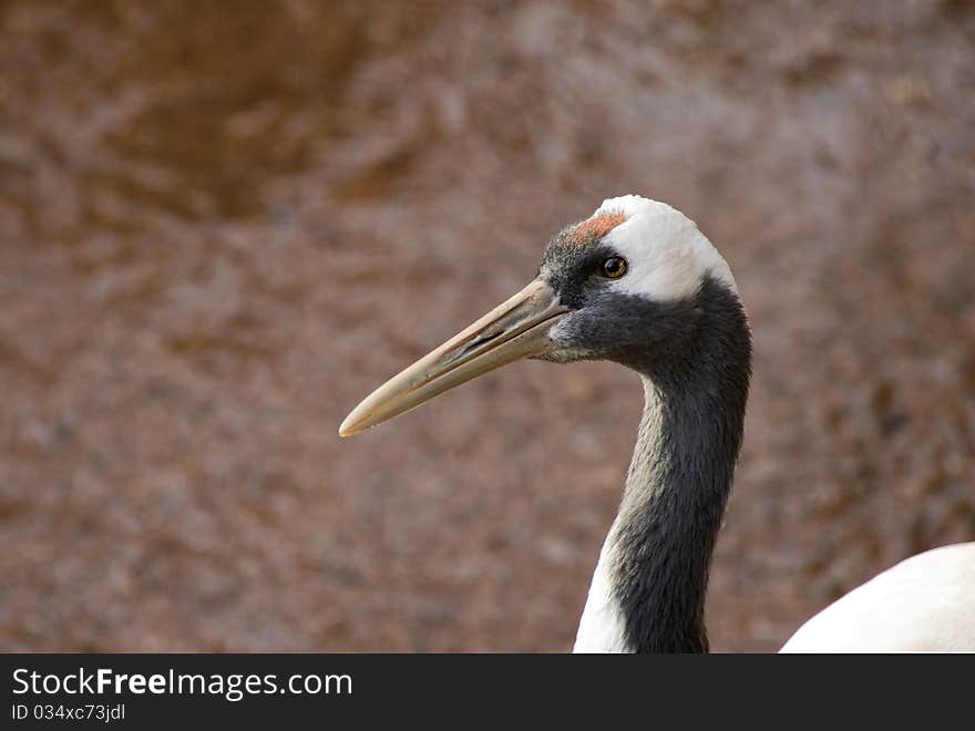 Red Crowned Crane