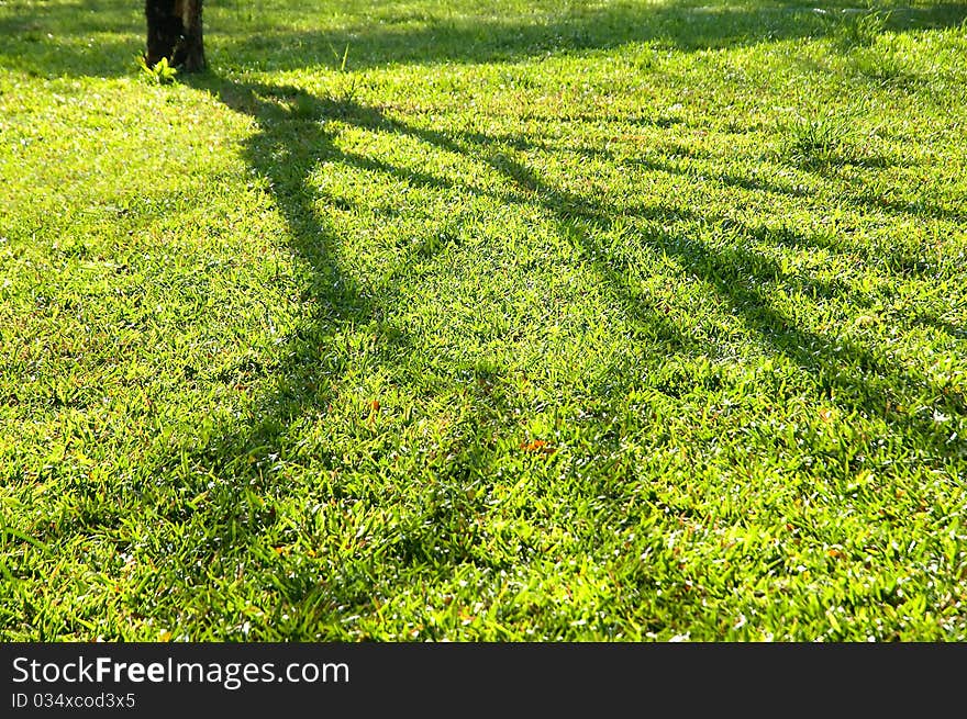 Light and shadow, which can be found generally in the green grass. Light and shadow, which can be found generally in the green grass.