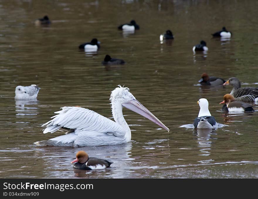 White Pelican swimming on lake