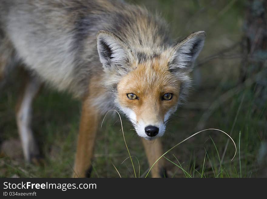 Fox after a long winter. Hungry fox glance.