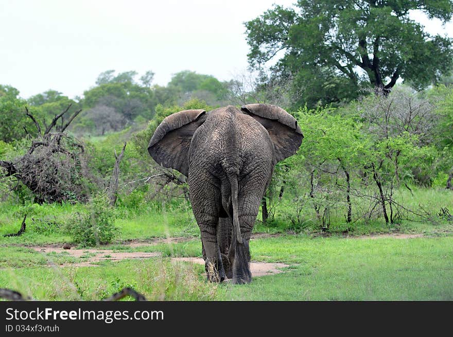 Elephant Walking Into Bush