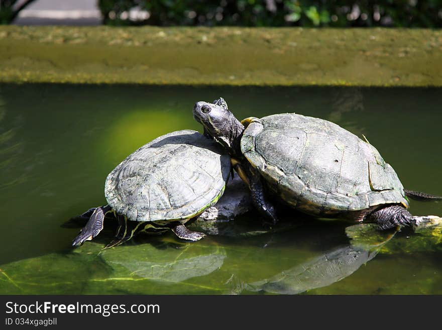 They are very old and relax, staying in the pond. They are very old and relax, staying in the pond.